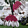 Half Moon Pink Fabric Kodi Earrings